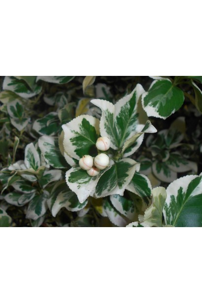 Бруслина Сільвер Квін і Бруслина Ауреомаргіната на штамбі квіти